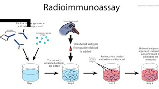 Radioimmunoassay technique  principle application  working  Animated video [upl. by Aenel]