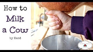 How to Milk a Cow By Hand or goat [upl. by Carberry985]