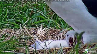 Royal AlbatrossClose up Mom and little one258 PM 20200208 [upl. by Prochoras691]