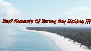 Incredible Hervey Bay Fishing Highlights You Cannot Miss [upl. by Ylra]