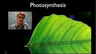 Photosynthesis UPDATED [upl. by Sisxela]