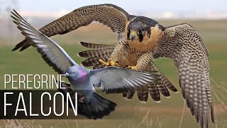 PEREGRINE FALCON  Bird Slayer and Dive master The Fastest Animal on the Planet [upl. by Nastassia]