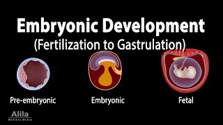 Embryology from Fertilization to Gastrulation Animation [upl. by Gallenz530]