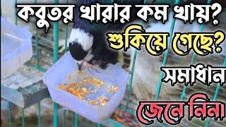 কবুতর খাবার না খাওয়ার কারণ ও সমাধান  Pigeons do not eat food  pigeon problem solvers [upl. by Enaenaj]