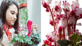 Cyclamen Flower Plants Care and Tips  How to Save Cyclamen Bulbs in Dormancy Period [upl. by Aicilyhp]