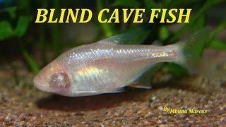 SUPER COOL AQUARIUM FISH  BLIND CAVE TETRA Astyanax mexicanus [upl. by Rubinstein]