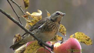 BJÖRKTRAST Fieldfare Turdus pilaris Klipp  432 [upl. by Sila]