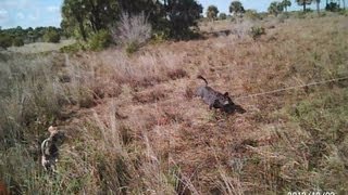 Rope a wild boar On Horseback [upl. by Danby320]