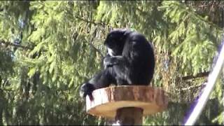 Tierpark Bad Pyrmont Neuzugang SIAMANG [upl. by Narda825]