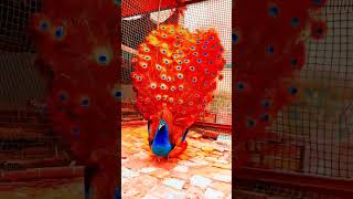 Peacock colourful feathers 🦚🦚naturalbeauty peacocksbeautyytshort [upl. by Soutor]