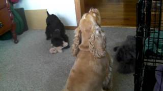 Cocker Spaniel with Puppy singing and barking [upl. by Luanni947]