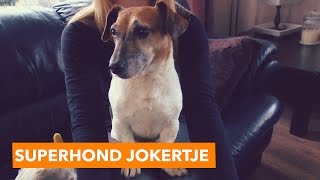 Superhond Jokertje  PaardenpraatTV [upl. by Colyer364]