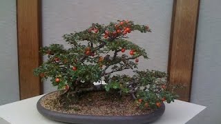 The Cotoneaster is a Hardy Bonsai Tree [upl. by Vinnie]