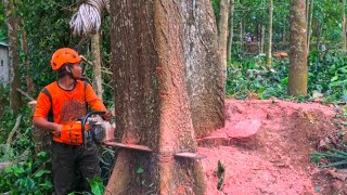 High Risk  Cut down the red mahogany tree near the house [upl. by Demmy668]