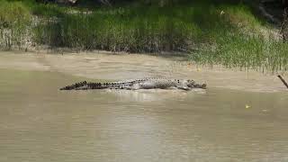 Estuarine Crocodile at Cahills Crossing [upl. by Nylessej332]