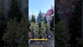 Beautiful trees blue spruce variegated holly and more garden gardening nature [upl. by Columbus]