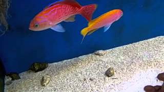 Anthias bimaculatus [upl. by Aunson]