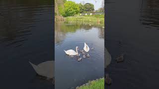 Swans in Finchley [upl. by Lehsreh]