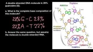 How to find DNA and RNA base composition [upl. by Jeffrey]