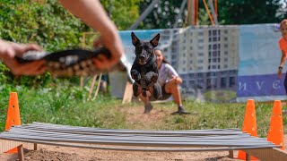 Patterdale terrier Aleks Pitbull show DOGWILLE 2021 [upl. by Nedda]