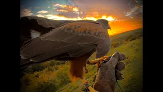 HARRIS HAWK TRYING NOT TO LOOSE MY HAWK after the moult get that weight right 2022 [upl. by Kurland1]