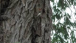 Treecreeper [upl. by Ennairrac552]