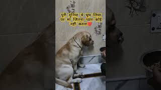 Maddy ❤️ Maa labradorfunnydog labradorretreiver petlover youtubeshorts trendingvideo [upl. by Atisor124]