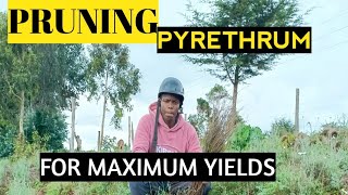 How to prune pyrethrum [upl. by Flossi]