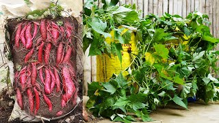 Growing Sweet Potatoes In Bags No Garden Needed But Surprisingly Productive [upl. by Mort624]