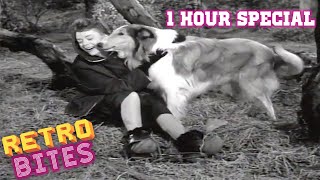 Lassie  1 Hour Special  Lassie English Full Episodes 🐕 [upl. by Ahseenak]