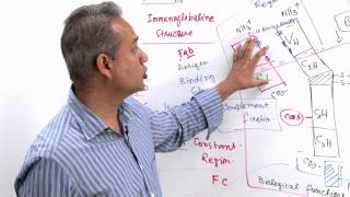 Immunology Lecture 11 Part 4 Immunologlobulins  structure and synthesis genetics [upl. by Follmer]