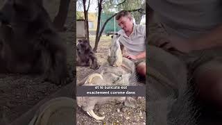 Le lien incroyable entre Pumba et Timon au zoo shorts animaux amitié [upl. by Topper]