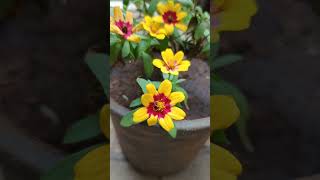 Zinnia Plant  Blooming of zinnias  gardening tips [upl. by Wakefield]