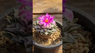 Ariocarpus kotschoubeyanus var elephantidens 아리오카르푸스 코츠쿠베야누스 변종 엘리펀티덴스 흑목단 목단 선인장 [upl. by Aysa]