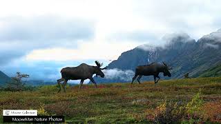 Big Bull Moose and Big Mountains moose wildlife [upl. by Clabo532]