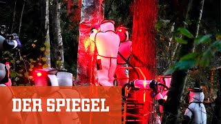 Asiatische Riesenhornissen Kampf gegen ein Nest  DER SPIEGEL [upl. by Marice]