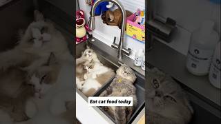 Eat cat food today youtubeshorts cat ytshorts viralshorts shorts foryou [upl. by Ellenor]