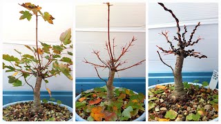 darths bonsai messing with my red maple fall 2024 [upl. by Glaab548]