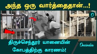 Tiruchendur Temple Elephant Attack மதம் பிடிக்காமலே கொன்றது எப்படி  Oneindia Tamil [upl. by Doughman]