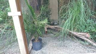 Pin Tailed Whydah Broad Billed Hummingbird amp Orange Cheeked Waxbill in Aviary Sylvan Heights Bird [upl. by Euqinad]