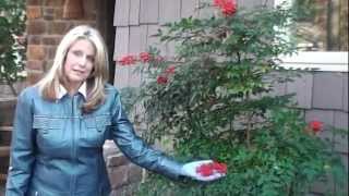 How to Prune Nandina Domestica [upl. by Avraham]