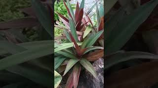 Tradescantia Spathacea abacaxi roxo [upl. by Eitra]