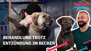 Behandlung für KRANKEN Kangal und Pflegerin 😱​  Der Knochenknacker – Tierisch verrenkt🦴​ [upl. by Kcerb977]