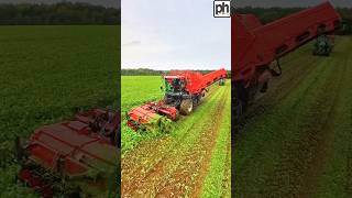 HARVESTING SUGAR BEET harvester farminvideo [upl. by Olenolin]