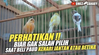 PERHATIKAN Perbedaan suara ngeriwik kenari jantan dan betina [upl. by Anairo]