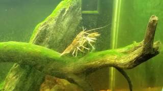 Virile Crayfish Is A Great Algae Eater [upl. by Orabel]