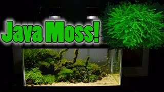 How To Grow Aquarium Moss amp Liverwort Java Moss part 3 [upl. by Bilak153]