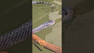 Snake Drinking Water🐍😱तालाब के किनारे पानी पीते हुए नजर आया खबसे जहरीला सांप snake drinking water [upl. by Iilek]