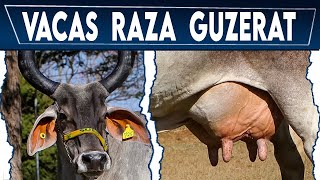 🔴 Raza GUZERAT ✅ Vacas Lecheras y Carnicas Crea tu negocio Ganadero [upl. by Swainson133]