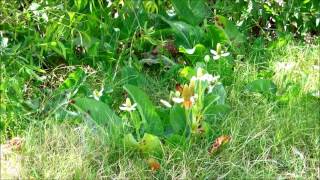 Yerba Mansa Anemopsis californica San Diego California [upl. by Akihc955]